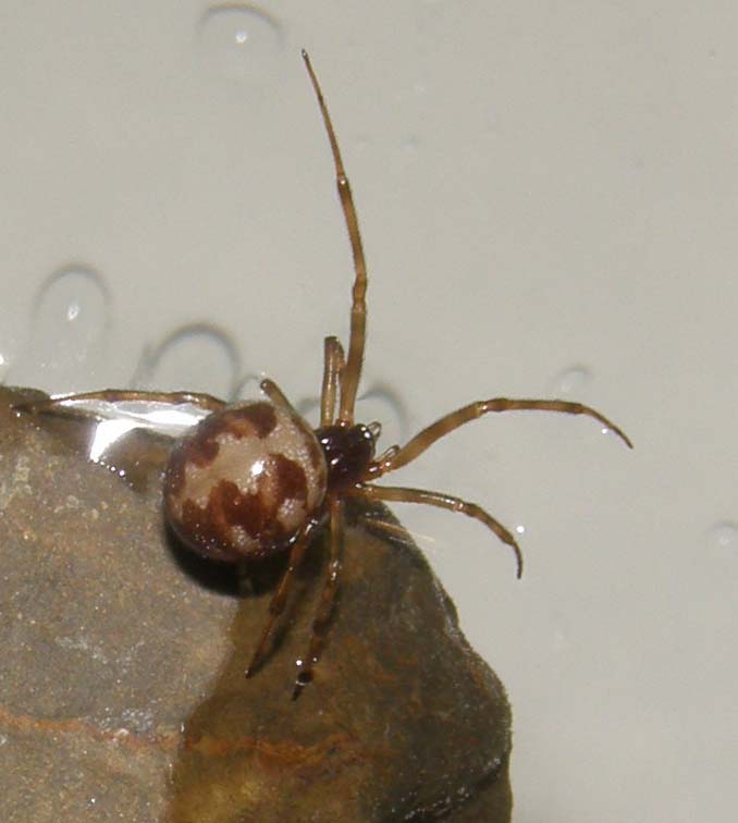 Steatoda triangulosa